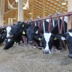 Dairy, large and small, in a digital world Clardale cattle