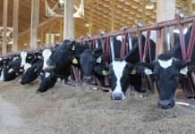 Exploring the impacts of a world without food animals Clardale cattle