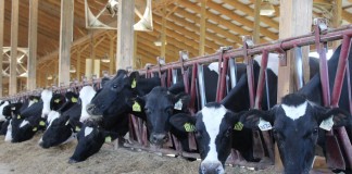 Exploring the impacts of a world without food animals Clardale cattle