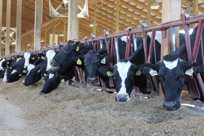 President cows Clardale cattle