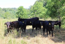 Assistance available for livestock Lahmers cattle