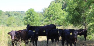 Assistance available for livestock Lahmers cattle