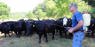 Applying fly treatment