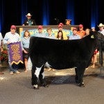 Ohio grand steer