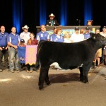 Ohio reserve steer
