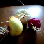 How to store homegrown onions