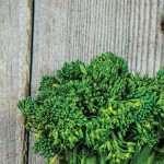 How to plan for fall gardening broccoli