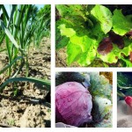 Take 2: Fall planting