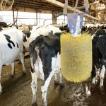 MPP safety net kicks in for dairymen freestall barn waiting area