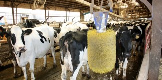 MPP safety net kicks in for dairymen freestall barn waiting area