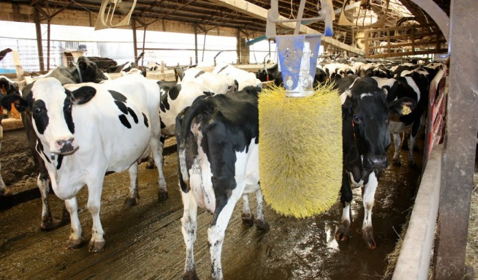 freestall barn waiting area