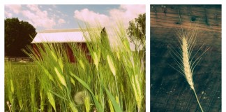 How to grow grains in the home garden wheat growing