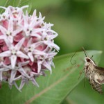 Don’t be fooled by hummingbird moths hummingbird moth