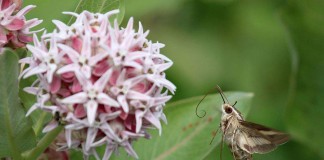 Don’t be fooled by hummingbird moths hummingbird moth