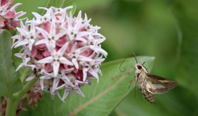 hummingbird moth hummingbird moth