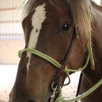 mustang makeover annie