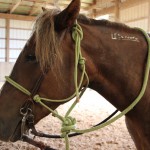 mustang makeover annie brand