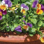 How to choose the right container size for your plants pansies