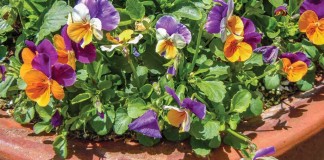 pansies