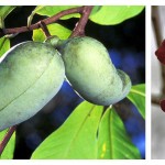 How to plant a pawpaw patch pawpaw tree