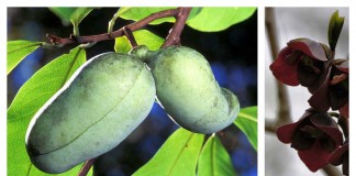 pawpaw tree