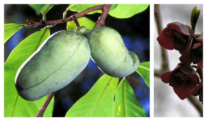 pawpaw tree