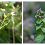 Battling weeds in alfalfa seedings winter annual weeds