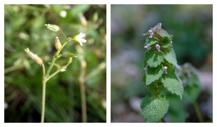winter annual weeds winter annual weeds