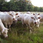 Ask FSA Andy about Livestock Loss Compensation