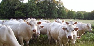 Ask FSA Andy about Livestock Loss Compensation