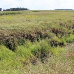 What can your local SWCD do for you? Buffer strip