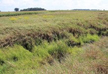 Conservation funding available for Upper Big Walnut Creek Buffer strip