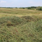 What comes next for drought-affected forages? FSR drought forage