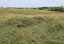 FSR drought forage
