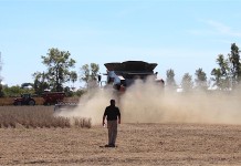 Strong harvest sends grain markets in a sideways direction Soybean dust