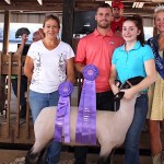 Stark County Fair auction results 2016 Stark grand lamb