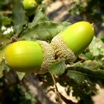 acorns