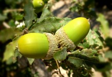 Survey shows good acorn production in 2023 acorns