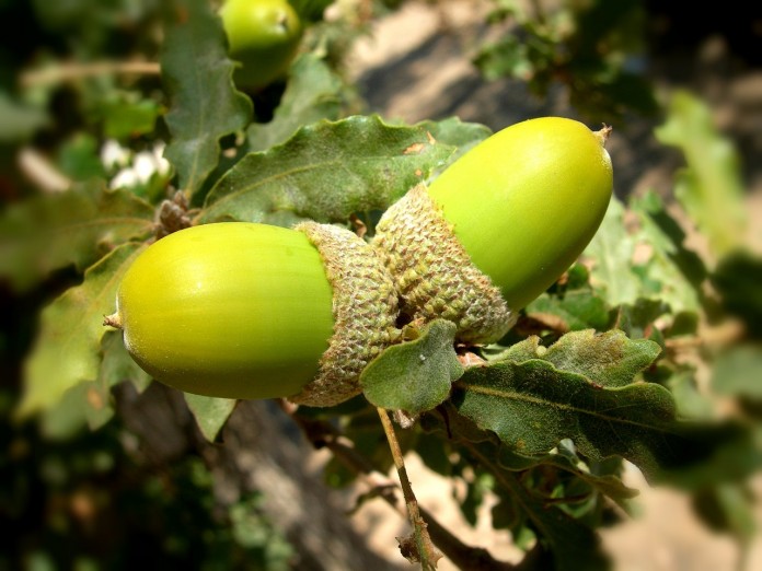 acorns