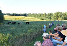 Teaching cows to eat weeds Dibbern Farm