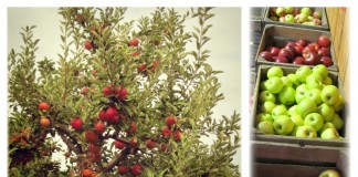 Apple season in Ohio: 3 DIY projects for locally grown apples