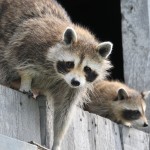 How to keep raccoons away from your home raccoon