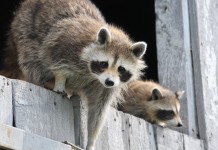 How to keep raccoons away from your home raccoon