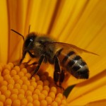 How to treat bee stings with household items