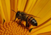 How to treat bee stings with household items