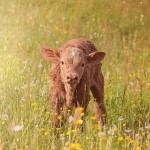 Council on dairy breeding adds new genetic trait to evaluations calf