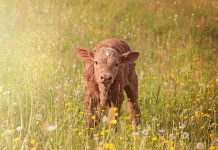 Planning for summer calf care calf