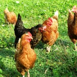 OSU offers backyard poultry courses chickens