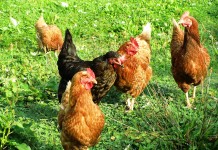 Simplifying homesteading practices for beginners chickens