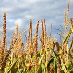 Online tool estimates corn growth and projects crop maturity corn